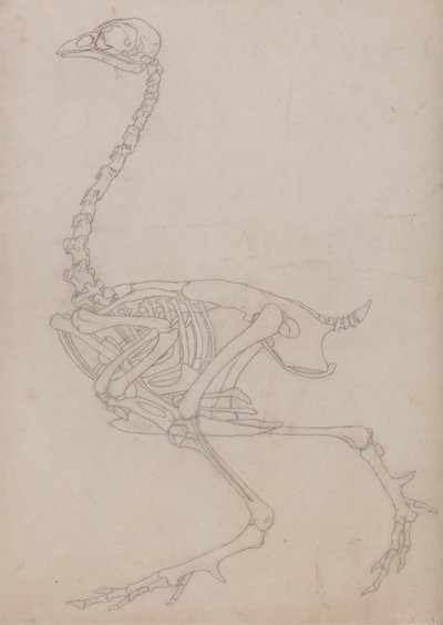 Estudio de un Ave, Vista Lateral, de Una Exposición Anatómica Comparativa de la Estructura del Cuerpo Humano con la de un Tigre y un Ave Común, 1795-1806 de George Stubbs