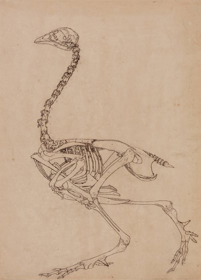 Estudio de un Ave, Vista Lateral, de Una Exposición Anatómica Comparativa de la Estructura del Cuerpo Humano con la de un Tigre y un Ave Común, 1795-1806 de George Stubbs
