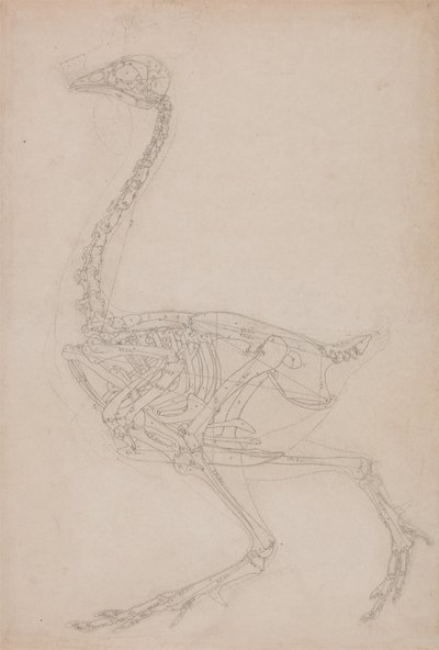 Estudio de un Ave, Vista Lateral, de Una Exposición Anatómica Comparativa de la Estructura del Cuerpo Humano con la de un Tigre y un Ave Común, 1795-1806 de George Stubbs