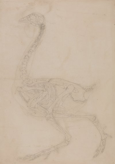 Estudio de un Ave, Vista Lateral, de Una Exposición Anatómica Comparativa de la Estructura del Cuerpo Humano con la de un Tigre y un Ave Común, 1795-1806 de George Stubbs