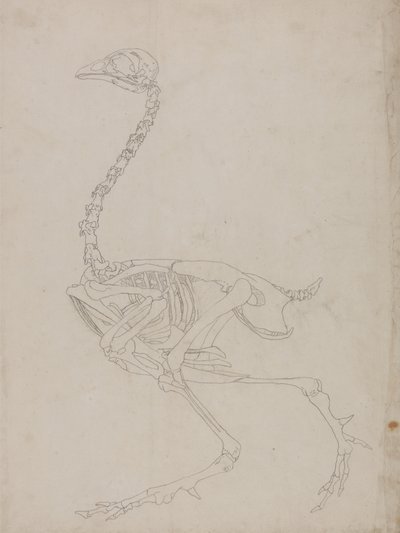 Estudio de un Ave, Vista Lateral, de Una Exposición Anatómica Comparativa de la Estructura del Cuerpo Humano con la de un Tigre y un Ave Común, 1795-1806 de George Stubbs