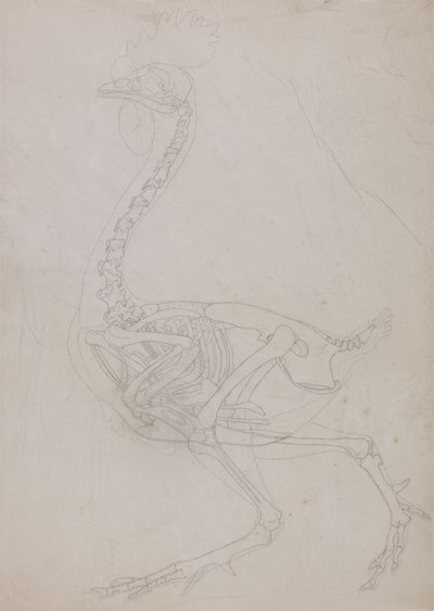 Estudio de un Ave, Vista Lateral, de Una Exposición Anatómica Comparativa de la Estructura del Cuerpo Humano con la de un Tigre y un Ave Común, 1795-1806 de George Stubbs