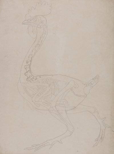 Estudio de un Ave, Vista Lateral, de Una Exposición Anatómica Comparativa de la Estructura del Cuerpo Humano con la de un Tigre y un Ave Común, 1795-1806 de George Stubbs