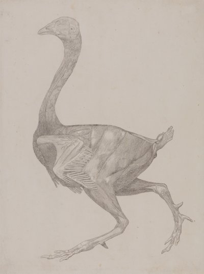 Estudio de un ave, vista lateral, de Una exposición anatómica comparativa de la estructura del cuerpo humano con la de un tigre y un ave común, 1795-1806 de George Stubbs
