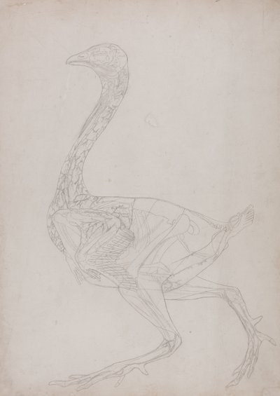 Estudio de un ave, vista lateral, de Una exposición anatómica comparativa de la estructura del cuerpo humano con la de un tigre y un ave común, 1795-1806 de George Stubbs