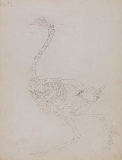 Estudio de un ave, vista lateral, de Una exposición anatómica comparativa de la estructura del cuerpo humano con la de un tigre y un ave común, 1795-1806 de George Stubbs