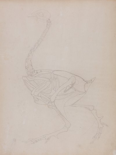 Estudio de un ave, vista lateral, de Una exposición anatómica comparativa de la estructura del cuerpo humano con la de un tigre y un ave común, 1795-1806 de George Stubbs