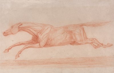 Estudio de un caballo de carreras en acción:  Galope a la izquierda, un estudio semianatómico, con la piel desollada para mostrar la acción de los músculos de George Stubbs