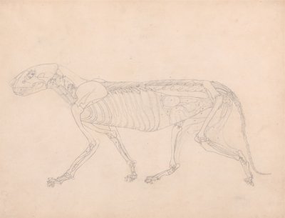 Estudio de un tigre, vista lateral, vísceras abdominales expuestas, de Una exposición anatómica comparativa de la estructura del cuerpo humano con la de un tigre y un ave común, c.1795-1806 de George Stubbs