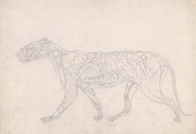 Estudio de un Tigre, Vista Lateral, Diagrama que Muestra el Suministro de Sangre Subcutáneo, de Una Exposición Anatómica Comparativa de la Estructura del Cuerpo Humano con la de un Tigre y un Ave Común, 1795-1806 de George Stubbs