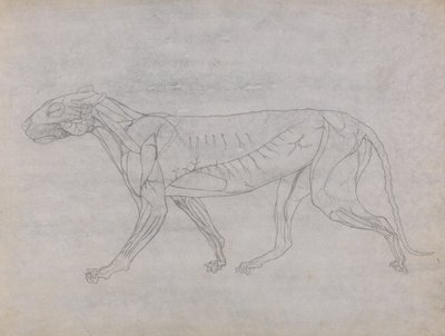 Estudio de un tigre, vista lateral, de Una exposición anatómica comparativa de la estructura del cuerpo humano con la de un tigre y un ave común, c.1795-1806 de George Stubbs