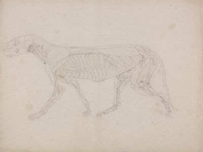 Estudio de un tigre, vista lateral, de Una exposición anatómica comparativa de la estructura del cuerpo humano con la de un tigre y un ave común, c.1795-1806 de George Stubbs