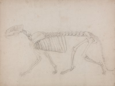 Estudio de un Tigre, Vista Lateral, de Una Exposición Anatómica Comparativa de la Estructura del Cuerpo Humano con la de un Tigre y un Ave Común, 1795-1806 de George Stubbs