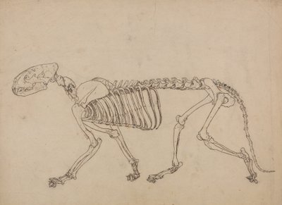 Estudio de un Tigre, Vista Lateral, de Una Exposición Anatómica Comparativa de la Estructura del Cuerpo Humano con la de un Tigre y un Ave Común, 1795-1806 de George Stubbs