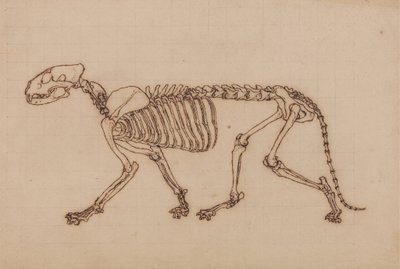 Estudio de un Tigre, Vista Lateral, de Una Exposición Anatómica Comparativa de la Estructura del Cuerpo Humano con la de un Tigre y un Ave Común, 1795-1806 de George Stubbs