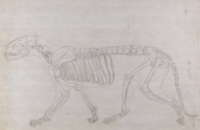 Estudio de un Tigre, Vista Lateral, de Una Exposición Anatómica Comparativa de la Estructura del Cuerpo Humano con la de un Tigre y un Ave Común, 1795-1806 de George Stubbs