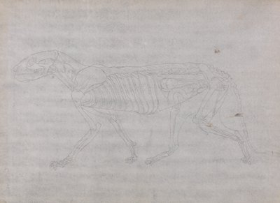 Estudio de un Tigre, Vista Lateral, de Una Exposición Anatómica Comparativa de la Estructura del Cuerpo Humano con la de un Tigre y un Ave Común, 1795-1806 de George Stubbs