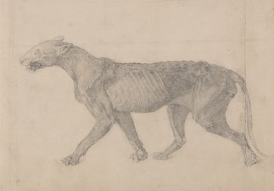 Estudio de un Tigre, Vista Lateral, de Una Exposición Anatómica Comparativa de la Estructura del Cuerpo Humano con la de un Tigre y un Ave Común, 1795-1806 de George Stubbs