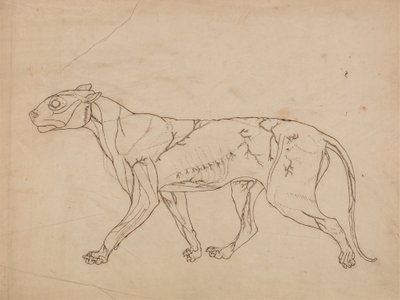 Estudio de un Tigre, Vista Lateral, de Una Exposición Anatómica Comparativa de la Estructura del Cuerpo Humano con la de un Tigre y un Ave Común, 1795-1806 de George Stubbs