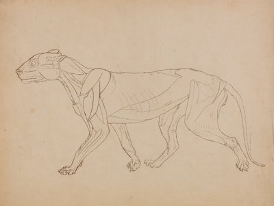 Estudio de un Tigre, Vista Lateral, de Una Exposición Anatómica Comparativa de la Estructura del Cuerpo Humano con la de un Tigre y un Ave Común, 1795-1806 de George Stubbs