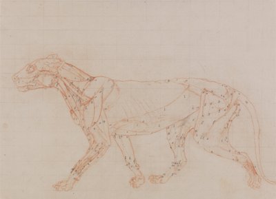 Estudio de un Tigre, Vista Lateral, de Una Exposición Anatómica Comparativa de la Estructura del Cuerpo Humano con la de un Tigre y un Ave Común, 1795-1806 de George Stubbs