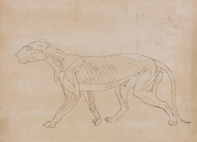 Estudio de un Tigre, Vista Lateral, de Una Exposición Anatómica Comparativa de la Estructura del Cuerpo Humano con la de un Tigre y un Ave Común, 1795-1806 de George Stubbs