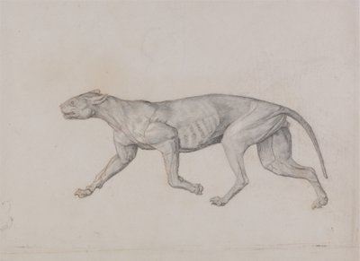 Estudio de un Tigre, Vista Lateral, de Una Exposición Anatómica Comparativa de la Estructura del Cuerpo Humano con la de un Tigre y un Ave Común, 1795-1806 de George Stubbs