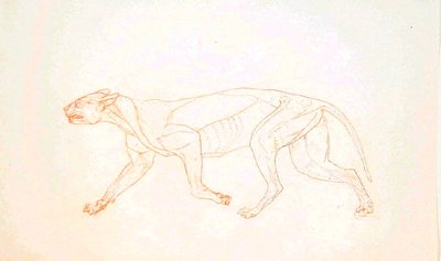 Estudio de un Tigre, Vista Lateral, de Una Exposición Anatómica Comparativa de la Estructura del Cuerpo Humano con la de un Tigre y un Ave Común, 1795-1806 de George Stubbs