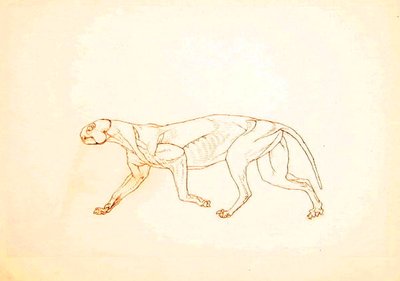 Estudio de un Tigre, Vista Lateral, de Una Exposición Anatómica Comparativa de la Estructura del Cuerpo Humano con la de un Tigre y un Ave Común, 1795-1806 de George Stubbs