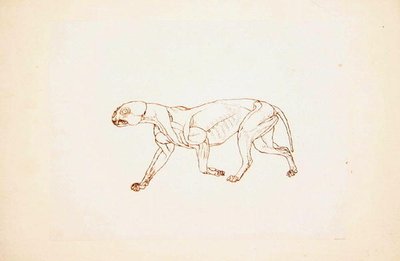 Estudio de un Tigre, Vista Lateral, de Una Exposición Anatómica Comparativa de la Estructura del Cuerpo Humano con la de un Tigre y un Ave Común, 1795-1806 de George Stubbs