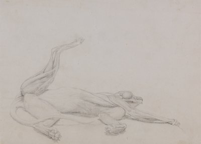 Estudio de un Tigre, Recostado, Vista Ventral, de Una Exposición Anatómica Comparativa de la Estructura del Cuerpo Humano con la de un Tigre y un Ave Común, 1795-1806 de George Stubbs