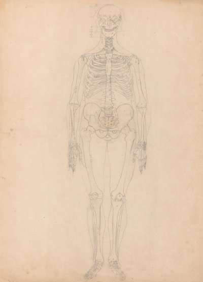 Estudio de la figura humana, vista anterior, diagrama para la clave de la tabla I, de Una exposición anatómica comparativa de la estructura del cuerpo humano con la de un tigre y un ave común, c.1795-1806 de George Stubbs