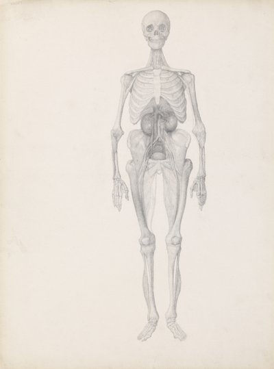 Estudio de la figura humana, vista anterior, etapa final de la disección, de 