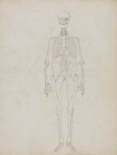 Estudio de la figura humana, vista anterior, de 