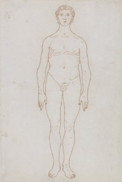 Estudio de la Figura Humana, Vista Anterior, de 