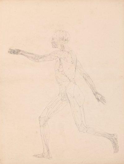 Estudio de la figura humana, vista lateral, diagrama para clave de la tabla XIII, de Una exposición anatómica comparativa de la estructura del cuerpo humano con la de un tigre y un ave común, 1795-1806 de George Stubbs