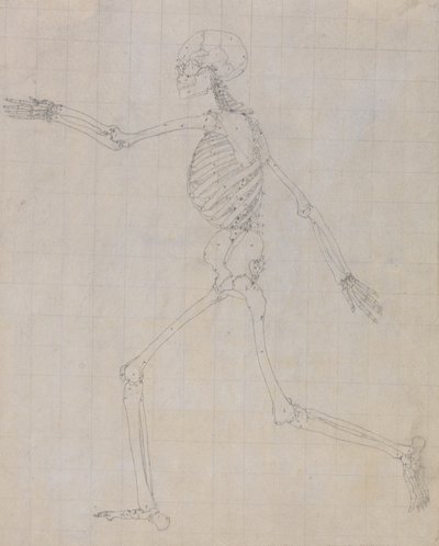 Estudio de la figura humana, vista lateral, estudio terminado para la tabla III, de Una exposición anatómica comparativa de la estructura del cuerpo humano con la de un tigre y un ave común, 1795-1806 de George Stubbs