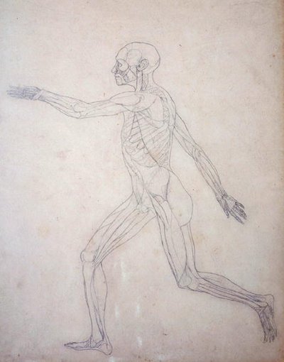 Estudio de la figura humana, vista lateral, de Una exposición anatómica comparativa de la estructura del cuerpo humano con la de un tigre y un ave común de George Stubbs