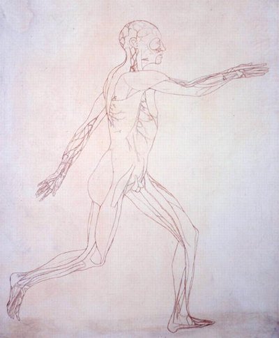 Estudio de la figura humana, vista lateral, de Una exposición anatómica comparativa de la estructura del cuerpo humano con la de un tigre y un ave común de George Stubbs