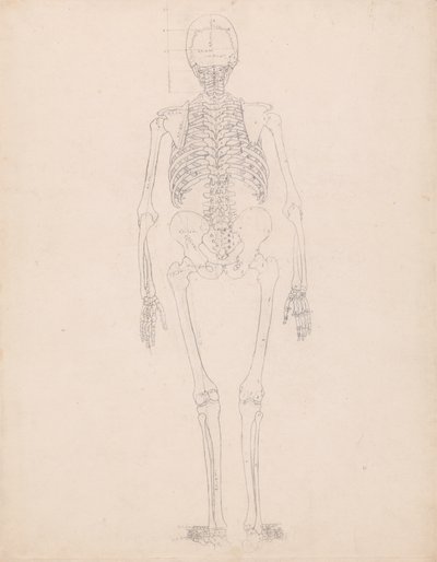 Estudio de la figura humana, vista posterior, diagrama para la clave de la tabla II, de Una exposición anatómica comparativa de la estructura del cuerpo humano con la de un tigre y un ave común, c.1795-1806 de George Stubbs