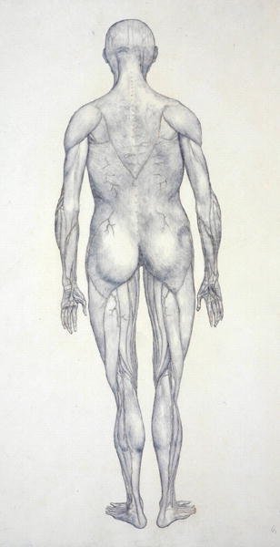 Estudio de la figura humana, vista posterior, de Una exposición anatómica comparativa de la estructura del cuerpo humano con la de un tigre y una gallina común, c.1795-1806 de George Stubbs