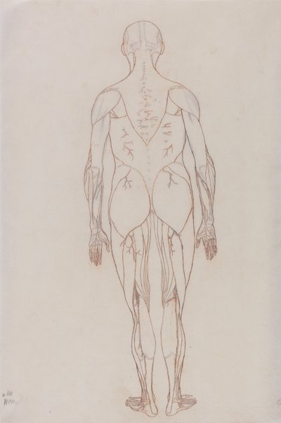 Estudio de la figura humana, vista posterior, de Una exposición anatómica comparativa de la estructura del cuerpo humano con la de un tigre y una gallina común, c.1795-1806 de George Stubbs