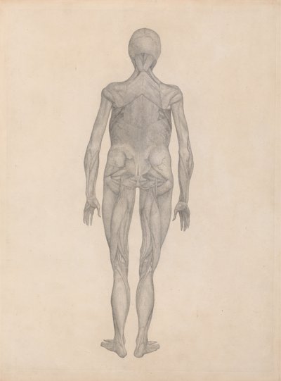 Estudio de la figura humana, vista posterior, con la piel y los tejidos fasciales subyacentes removidos, de Una exposición anatómica comparativa de la estructura del cuerpo humano con la de un tigre y un ave común de George Stubbs