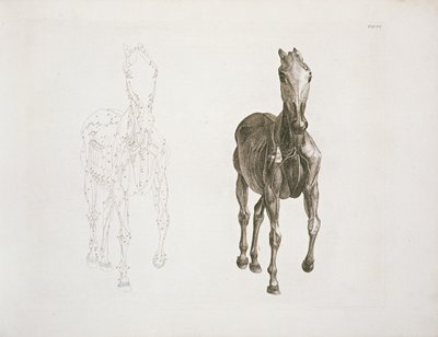 Tab. VIII, de 
