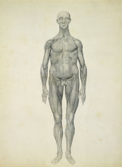 La Figura Humana, vista anterior, de la serie 