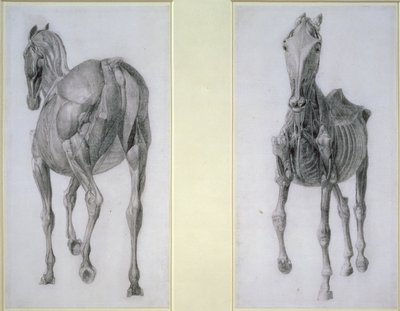 El estudio de los músculos: vistas frontal y trasera, de la 13ª tabla anatómica, de la Anatomía del caballo, 1766 de George Stubbs