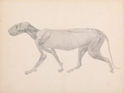 Cuerpo de tigre, vista lateral (dibujo terminado para tabla inédita; muestra la tercera etapa de la disección) de George Stubbs