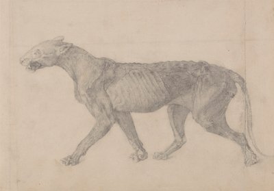 Cuerpo de tigre, vista lateral (primero de nueve dibujos de otro ejemplar de tigre) de George Stubbs