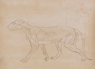 Cuerpo de tigre, vista lateral (Dibujo esquemático de una figura clave) de George Stubbs