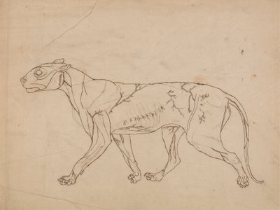 Cuerpo de tigre, vista lateral (Estudio esquemático de los músculos superficiales y su irrigación sanguínea, probablemente realizado para una figura clave). de George Stubbs